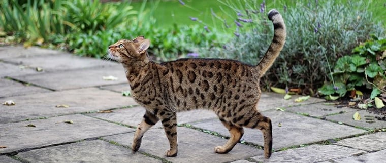 chat York chocolat